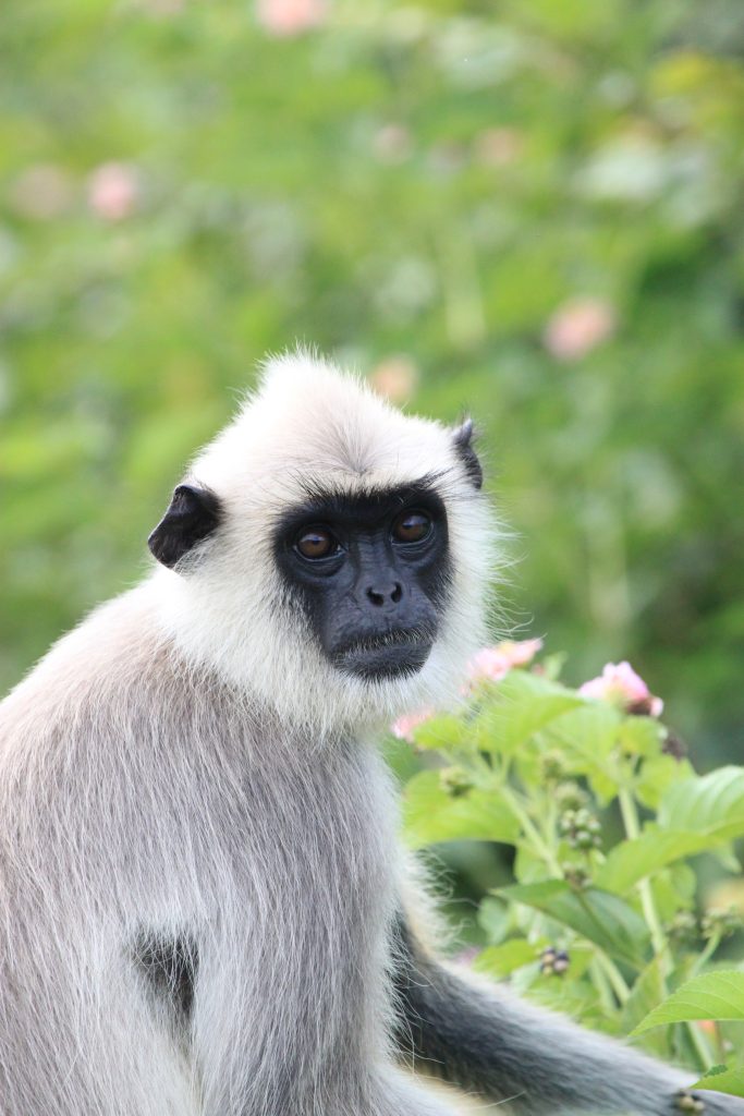 Hannuman Monkey, Sri Lanka 2011
